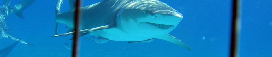 Cage dive with Lemon and Tiger Sharks is an Incredible Adventure!