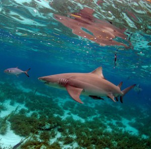 Cage DIving with Tiger Sharks in the Grand Bahamas