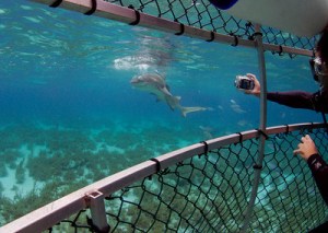 Cage Diving with Tiger Sharks in the Grand Bahamas