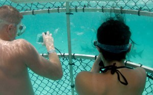 In the Caige shark diving in the Grand Bahamas